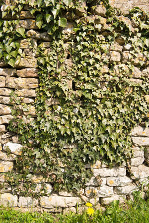 Old stone wall over grown with Ivyの写真素材
