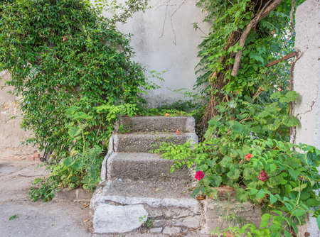Old concrete staircase getting covered with overgrown plantsの写真素材