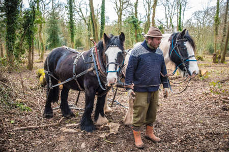 Team of Cob Horses with their ownerの写真素材