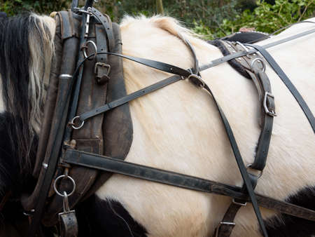 Close up view of a horse collar and harnessの写真素材