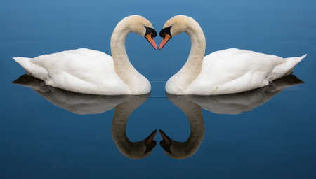 Two Swans form a love heart shape with their necksの写真素材
