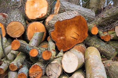 Pile of cut logs in a forest ready for collection