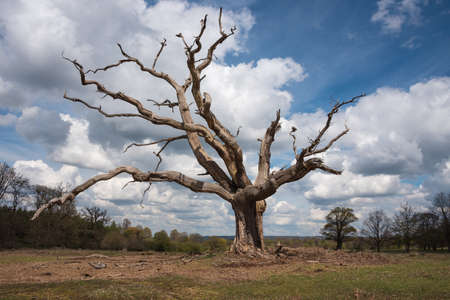 Big gnarled dead tree stands alone in the countrysideの写真素材