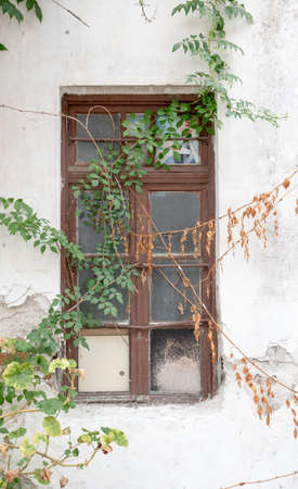 View of an old wooden window frame overgrown with plantsの写真素材