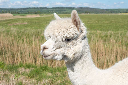 Head and neck of a White Alpacaの写真素材
