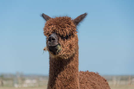 Funny looking Alpaca with a mouthful of grass.の写真素材