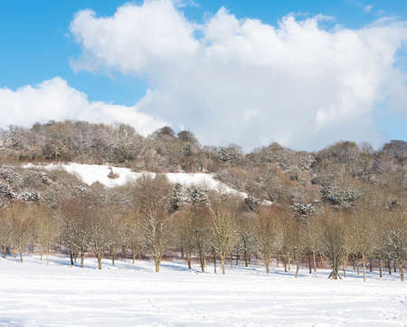 Snow covered woodland and hillside.の写真素材