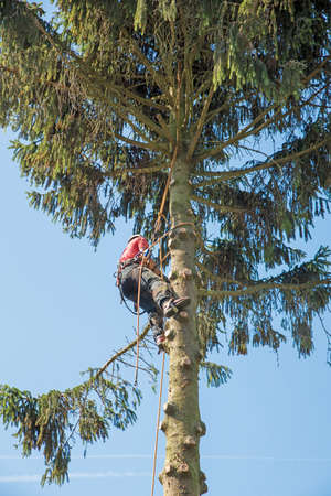 An tree Surgeon secures himself with ropes while cutting back a tall treeの写真素材