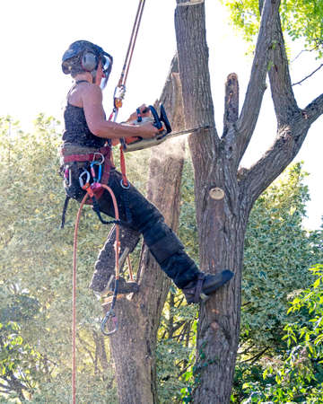 Female tree surgeon up a tree using a chainsawの写真素材
