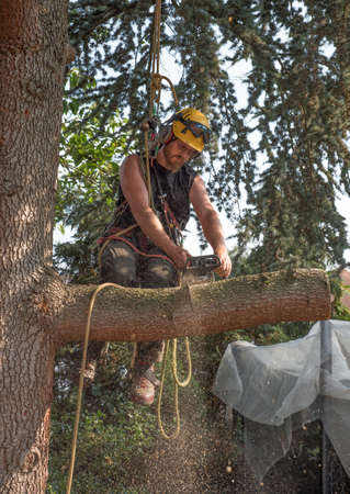 Male Tree Surgeon using a chainsaw while sat on a branch.の写真素材