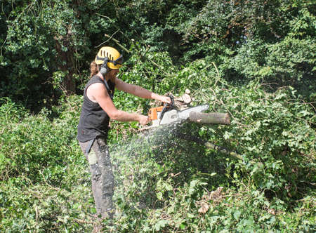 Male Tree Surgeon using a chainsaw cuts branches of a fallen tree.
