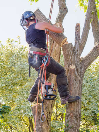 Female tree surgeon removing tree branch after she has sawn it from a treeの写真素材