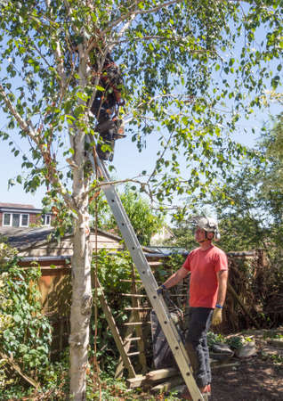 Man holds a ladder for a tree surgeon working up a tree.