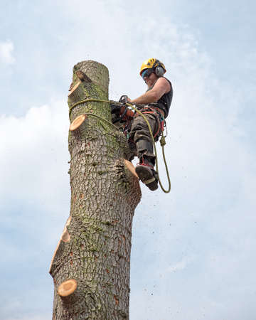Tree Surgeon using a chainsaw while roped to the top of a tree.