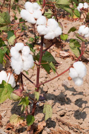 Cotton Plant Buds almost ready for picking.の写真素材