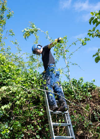 A tree Surgeon or Arborist using a ladder to trim a high hedge.の写真素材