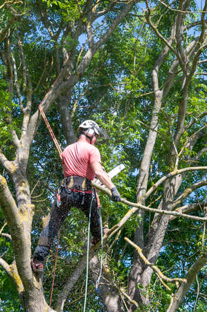 A Tree Surgeon or Arborist tying a rope to a branch ready for cutting.の写真素材