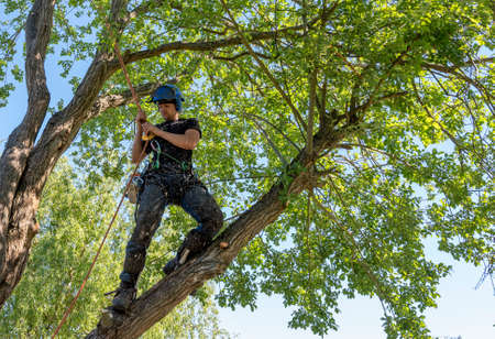 A Tree Surgeon or Arborist tying a rope to a branch ready for cutting.の写真素材