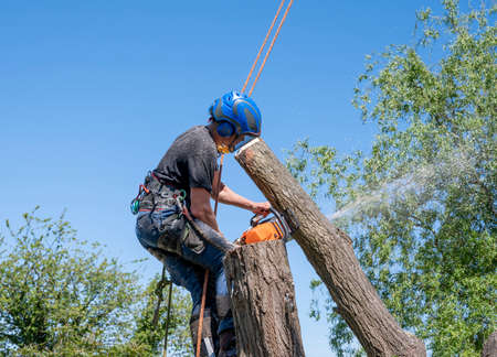 A Tree Surgeon or Arborist tying a rope to a branch ready for cutting.の素材 [FY310150631888]