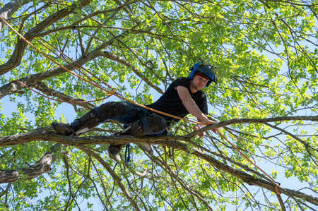 A Tree Surgeon or Arborist tying a rope to a branch ready for cutting.の写真素材
