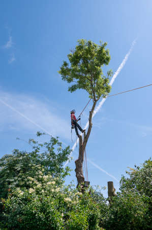 A Tree Surgeon or Arborist adjusting safety ropes near the top of a tree.の写真素材