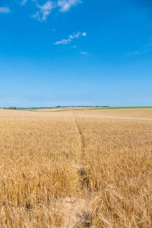 Ripe cornfield ready to harvest with a footpath running through it.の写真素材