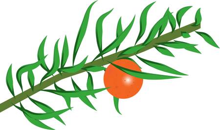 The branch of the orange treeのイラスト素材