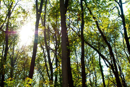 Forest Glade