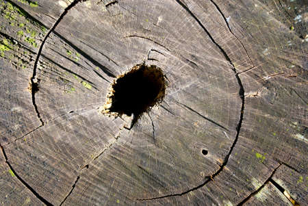Tree Stump Backgroundの写真素材