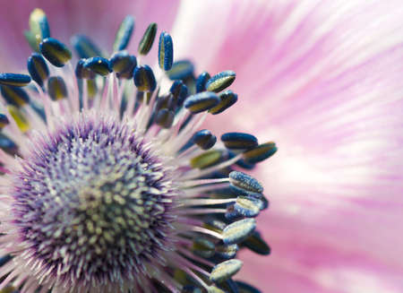 Violet flower, macro