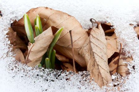 Spring flowerの写真素材