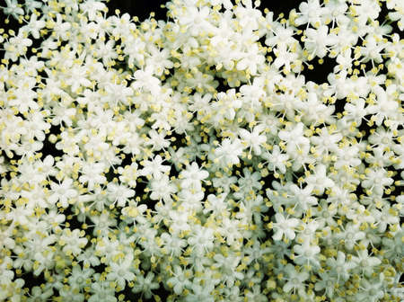 Elderflowerの素材