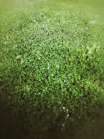 Mossの素材