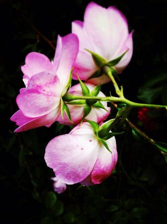 Rose blossomsの素材