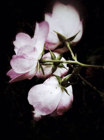 Rose blossomsの素材