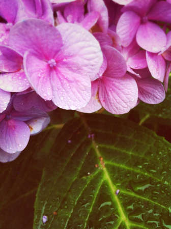 Droplets on an hydrangea blossomの素材