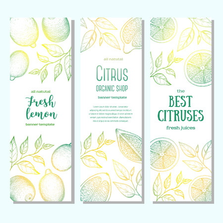 Citrus vertical banner collection. Lemons and orange hand drawn in ink illustration.のイラスト素材