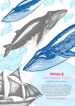 Nautical illustration drawn in ink. Frigate and whale on the waves. Sea design template. Whales watching holiday.のイラスト素材