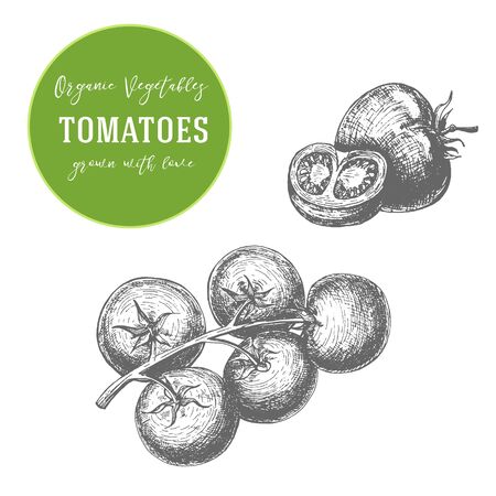 illustration of tomatoes. Hand drawn with ink vintage illustrationのイラスト素材