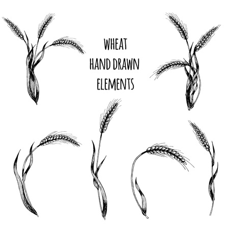 Wheat hand drawn elements. Spikelets of wheat vector illustration.のイラスト素材