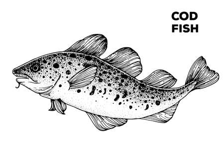 Cod fish sketch. Hand drawn vector illustration. Seafood design element for packaging. Engraved style illustration. Can used for packaging design. Cod fish labelのイラスト素材