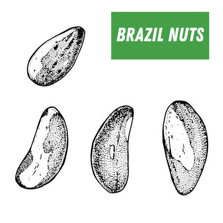 Brazil nuts hand drawn sketch. Nuts vector illustration. Brazil nuts. Organic healthy food. Great for packaging design. Engraved style. Black and white colorのイラスト素材