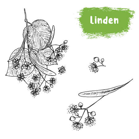 Linden hand drawn sketch. Vintage vector illustration. Label or icon for design of package. Retro style imageのイラスト素材