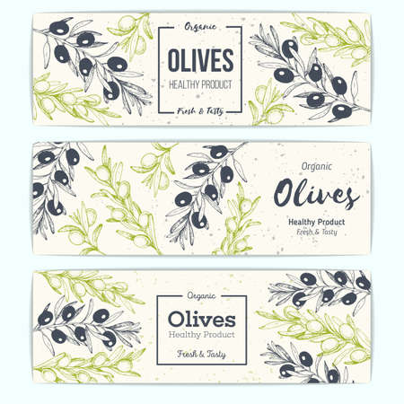 Olives banner set, hand drawn vector illustration. Healthy and organic food design template. Vintage style image. Engraved illustrationのイラスト素材