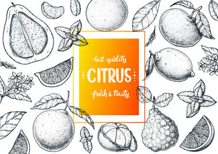 Citrus sketch collection. Hand drawn vector illustration. Organic food, citrus design template. Engraving illustrationのイラスト素材
