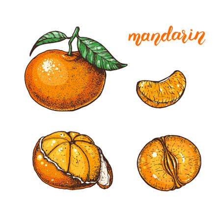 Mandarin hand drawn vector illustration. Mandarin slices.のイラスト素材