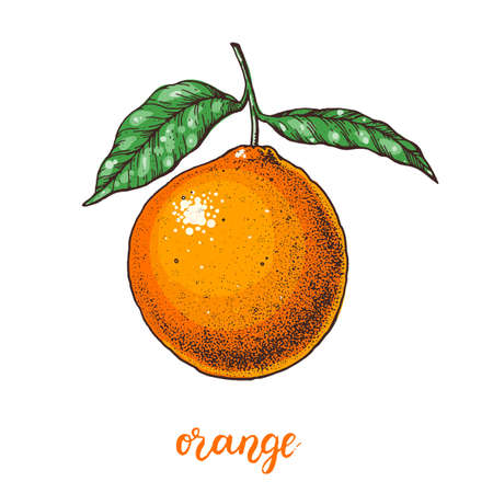 Orange hand drawn vector illustration.のイラスト素材