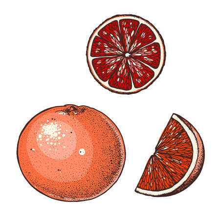 Grapefruit hand drawn vector illustration. Grapefruit slice.のイラスト素材