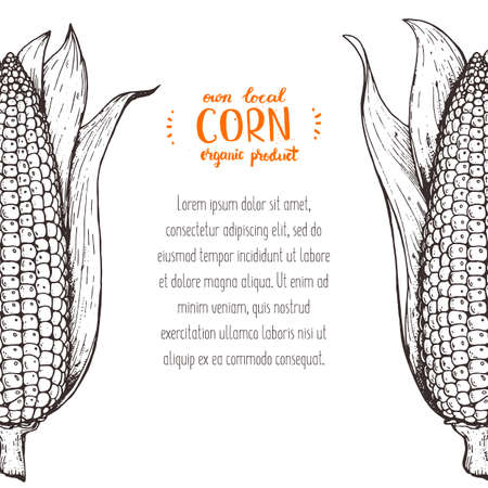 Corn on the cob hand drawn vector illustration. Corn sketch illustration. Engraving style, vintage design.のイラスト素材