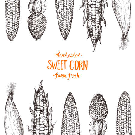 Corn on the cob hand drawn vector illustration. Corn sketch illustration. Engraving style, vintage design.のイラスト素材